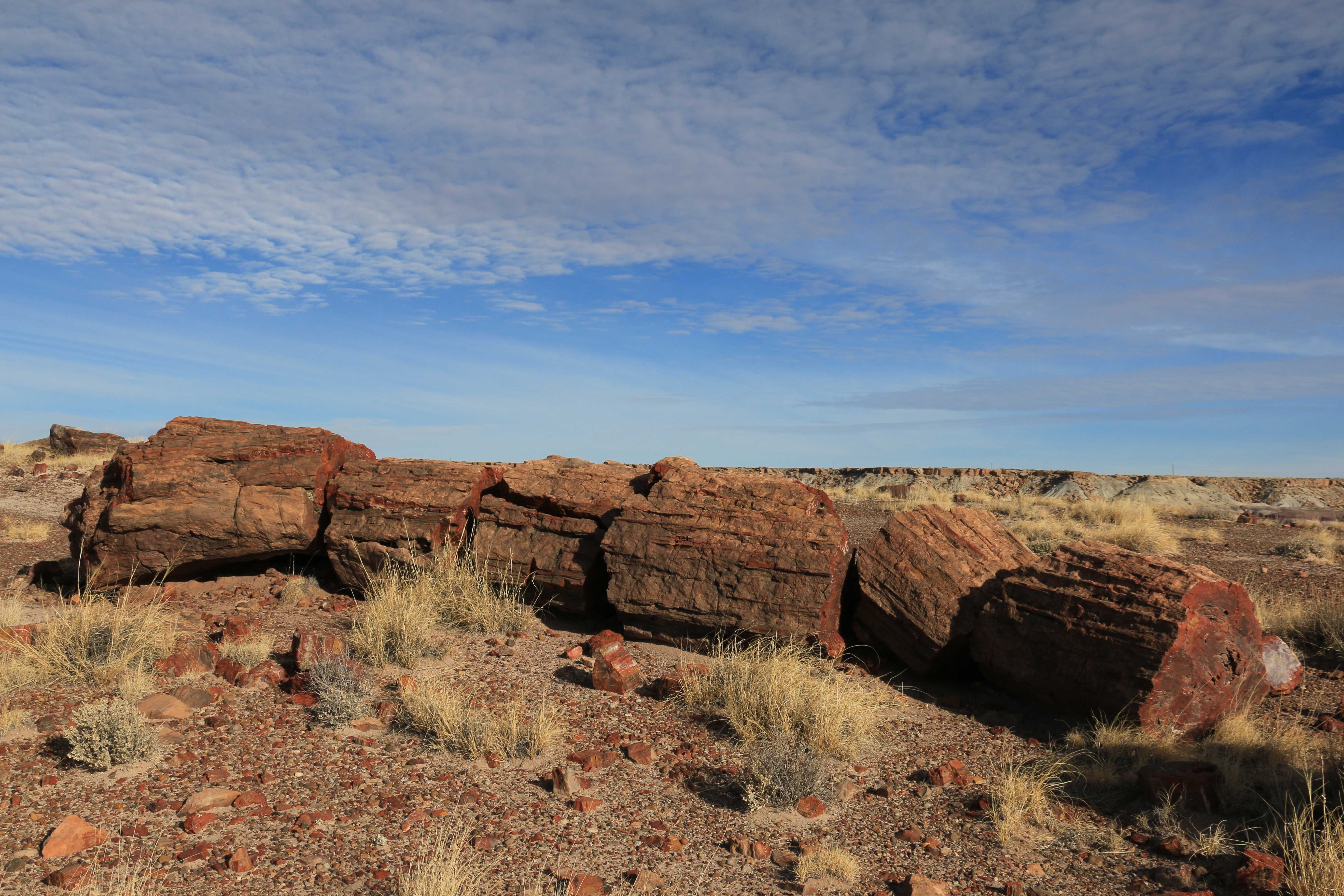 Petrified Forest NP